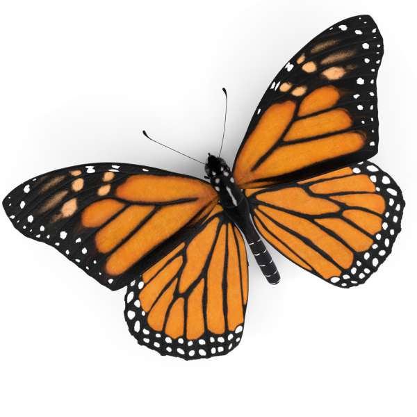 Butterfly Icon